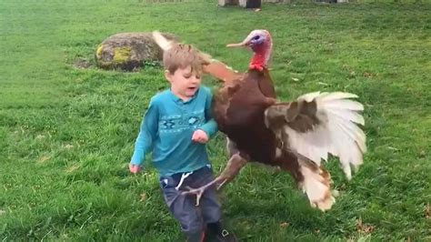 funny turkey bird|funny turkey videos for kids.